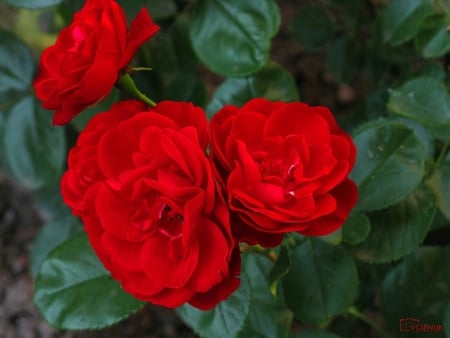 Red roses - nature, rose, flower, red