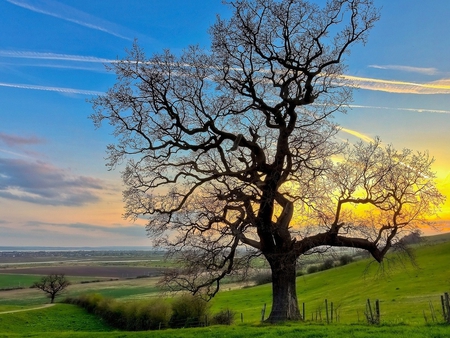 Sunset tree - nature, tree, field, sunset, grass