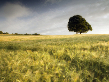 Tree in the grass - field, tree, nature, grass