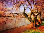 Cherry blossoms over the water