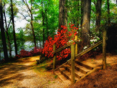 Forest paradise - trees, summer, beautiful, beauty, forest, steps, flowers, nature, red, paradise