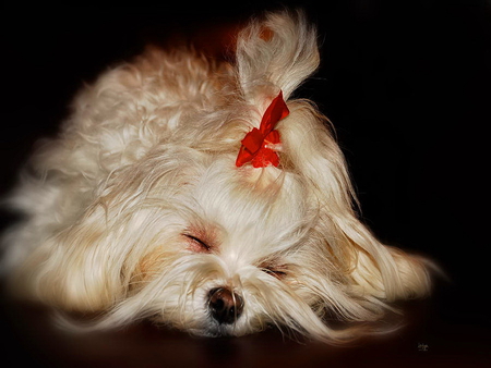 Sleeping beauty - sleeping, beauty, fluffy, adorable, puppy, pet, white, dog, sweet, ribbon, cute