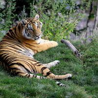 Tiger resting