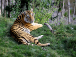 Tiger resting