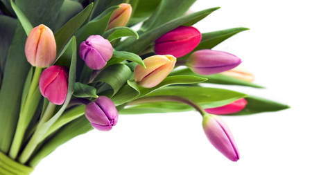 Tulips - petal, nature, flower, bouquet, tulip