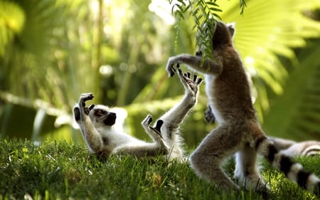 monkey-business - humor, funny, photography, jungle, cute, primate, lemur, monkey