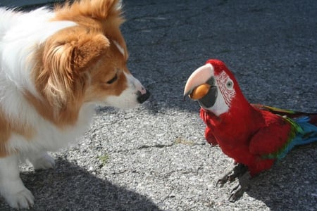 Conversation - dog, parrot, animals, funny, cute, bird