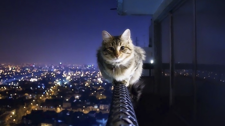 Catch me if i fall - kitten, funny, lights, cities, cute, cat, animals