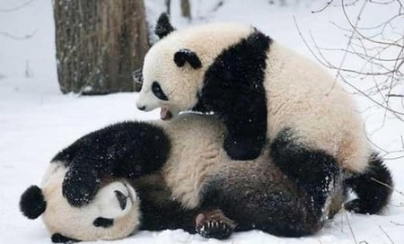 PANDA'S AT PLAY - black, play, white, pandas