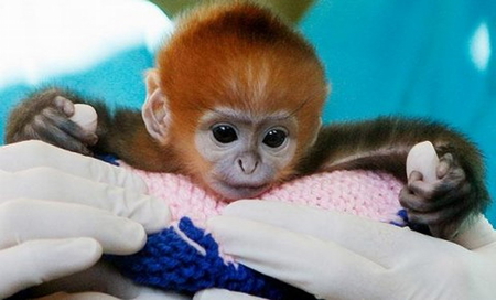 MINI MONKEY - sweet, monkey, cute, baby