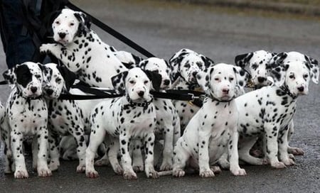 SPOT SPOT - pooches, spots, pups, dogs