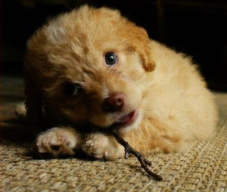 CUTE PUPPY