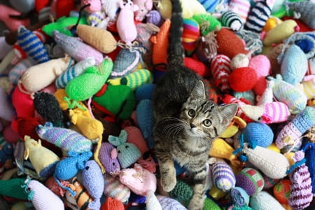 KITTEN WITH KNITTED MICE - toys, cute, mice, kitten