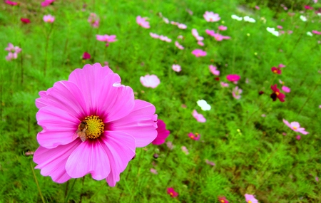 cosmos and  the Bee - bee, pretty, pink, cosmos