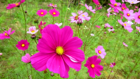 Blooming cosmos - pretty, beautiful, bright, colourful, blooming