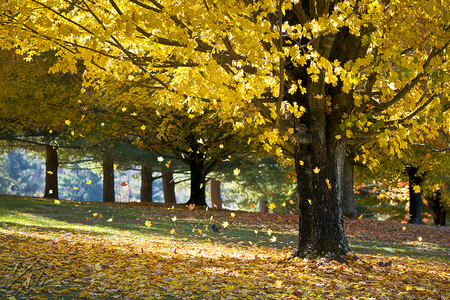 Wonderful Autumn - autumn, falling, yellow, beautiful, leavs, tree, wonderful