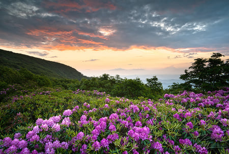 Rhododendron Blooms - sky, view, rhododendron, mountain, beautiful, bloom