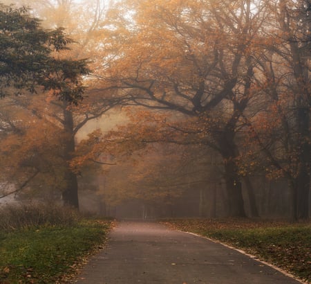 Foggy Morning - morning, trees, beautiful, road, foggy, grass