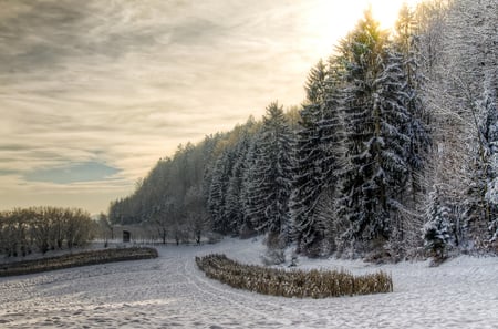 Winter - clouds, trees, winter, image, snow, beauty, forest, nature, picture, background, sky