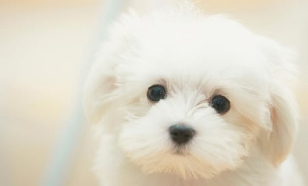 Cute Pup - nice, adorable, puppy, animals, dog, cuddly, cute, pup