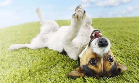 Dog happy time - nice, puppy, adorable, animals, cuddly, funny, pup, dog, cute, grass