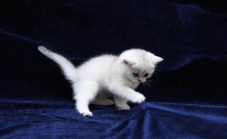 White kitten - funny, cute, animals, humor, cat, adorable, blue, cuddly, white, kitty, nice, kitten