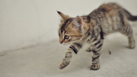 One Giant Step For Catkind - tabby, cute, fur, kitten