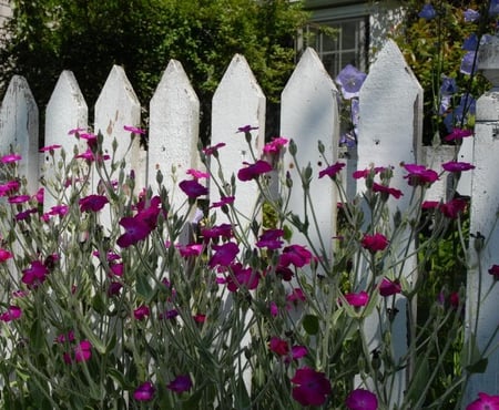 Purple Flowers Against Fence - white, purple, fence, flowers, stems, green