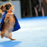 Superdog