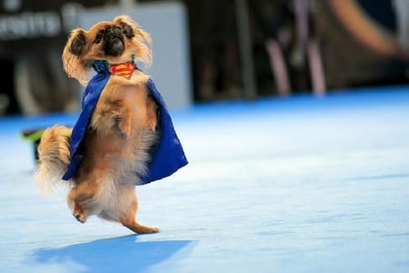 Superdog - costume, animals, dog, humor, funny, cute