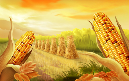 Corn - sky, field, 3d, corn