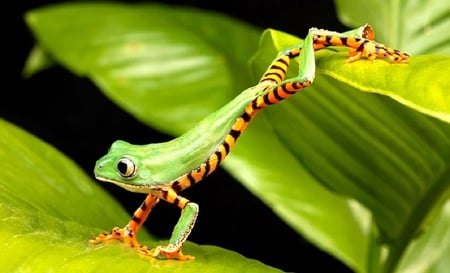 green frog - green, leaf, frog, reptiles, animals