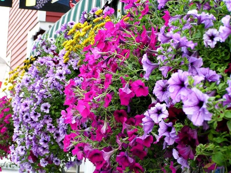 Wall of Flowers - bunch, purple, flowers, wall