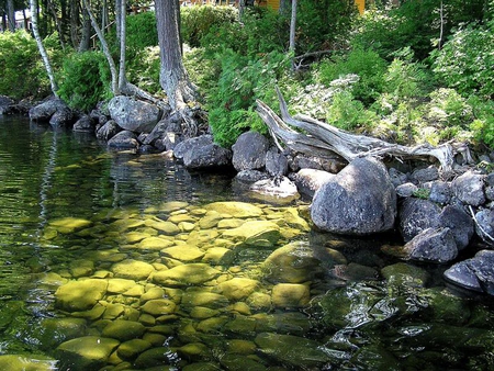 Calm Brook - stones, trees, water, brook