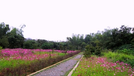 Native Botanical Garden - colorful, cosmos, trails, beautiful, lovely