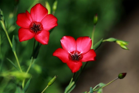 Red Flowers for Carol ( Applejackqueen ) :)