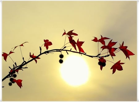 sun - sunsets, sky, flower, baloch