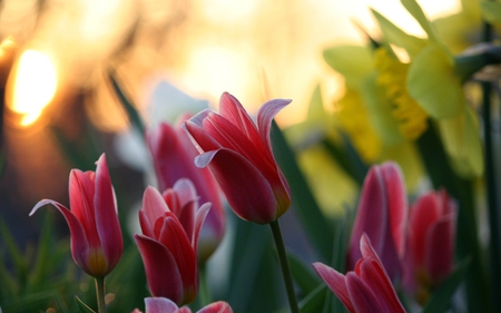 Tulips - tulips, daffodils, leaf, spring, nature, petals, plant, tulip, flower