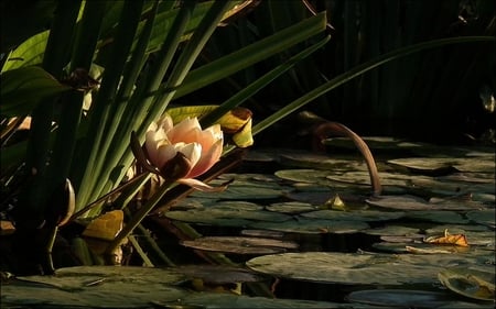 Evening at the Pond - nature, evening, beautiful, water, pond