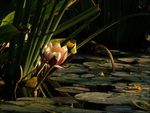 Evening at the Pond