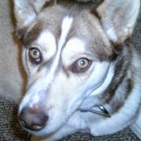 Sasha the Siberian husky