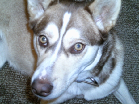 Sasha the Siberian husky - 3 legs, dogs, red, huskies