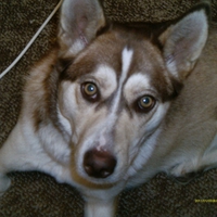 Sasha The 3 Legged Siberain Husky