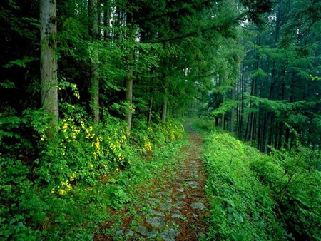 A path to choose - entertainment, people, forest, jungle