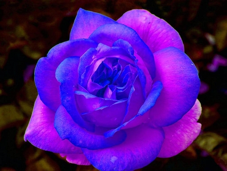 rose - nature, rose, flower, 3d