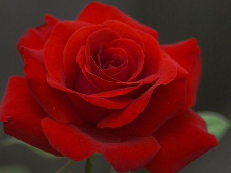 red rose - nature, 3d, red, rose, flower