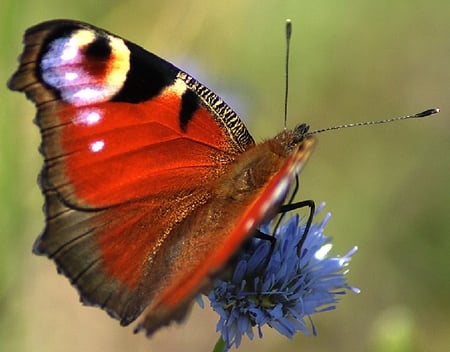 Beautiful Butterfly - beautiful, butterfly, cool, picture