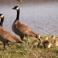 Geese Family