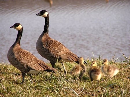 Geese Family - geese, picture, family, beautiful