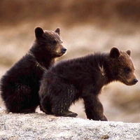 Grizzly-Bear-Cubs